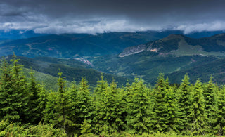 Abbraccia il Futuro: è la Giornata Internazionale degli Alberi