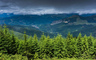 Abbraccia il Futuro: è la Giornata Internazionale degli Alberi