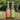 NaturalBoom in vetro – Mix Pack - 12 Bottiglie